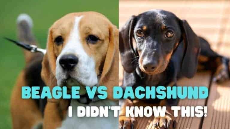 Differences Between Beagles and Dachshunds