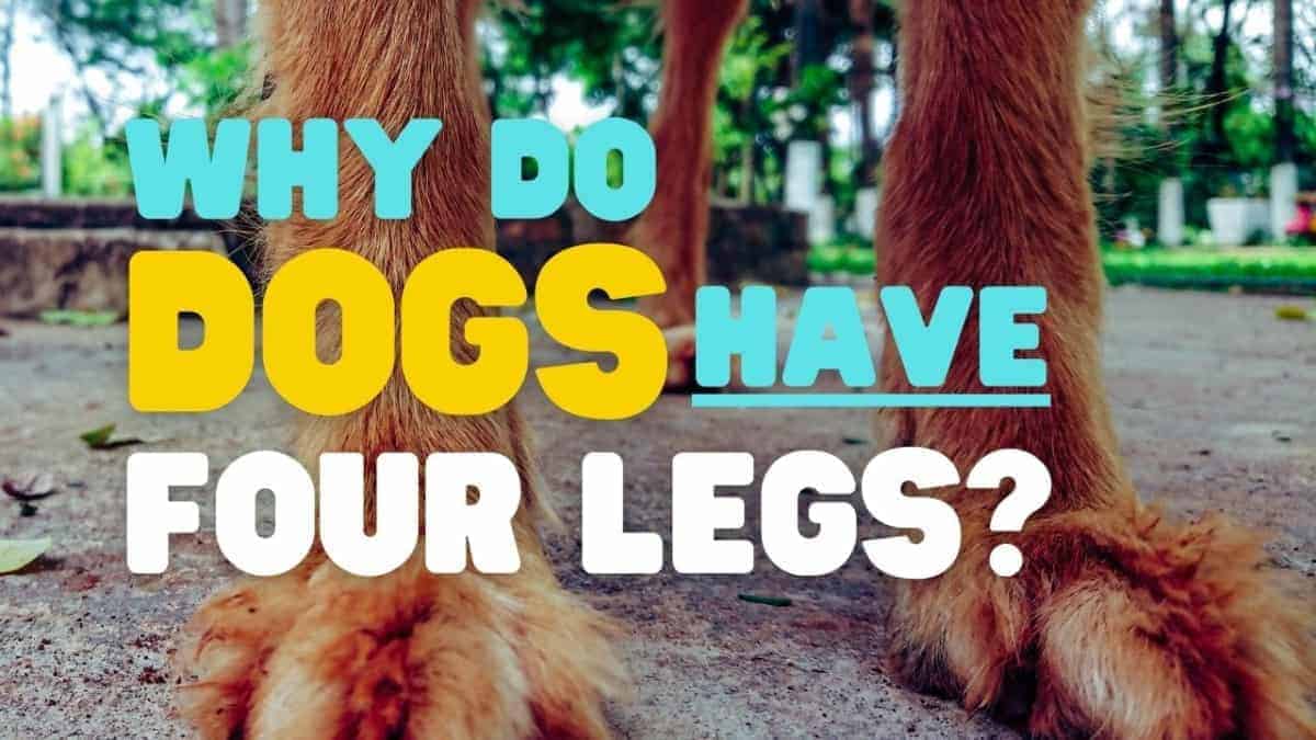 Why do dogs have four legs?