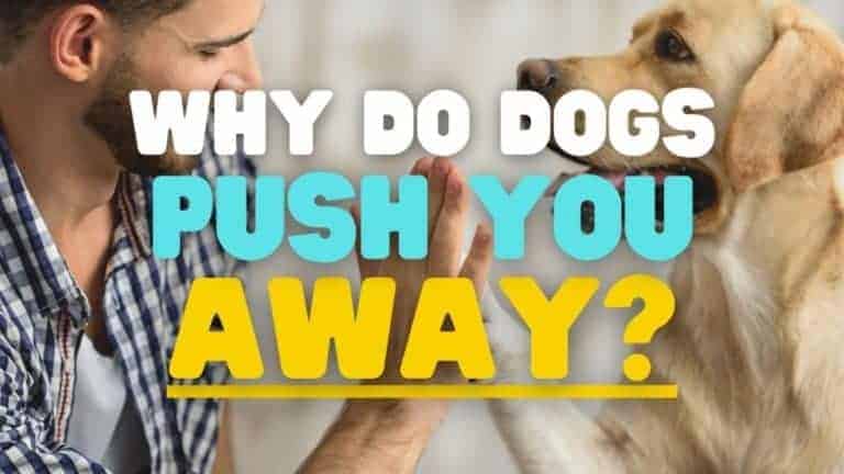 Why Do Dogs push You Away?