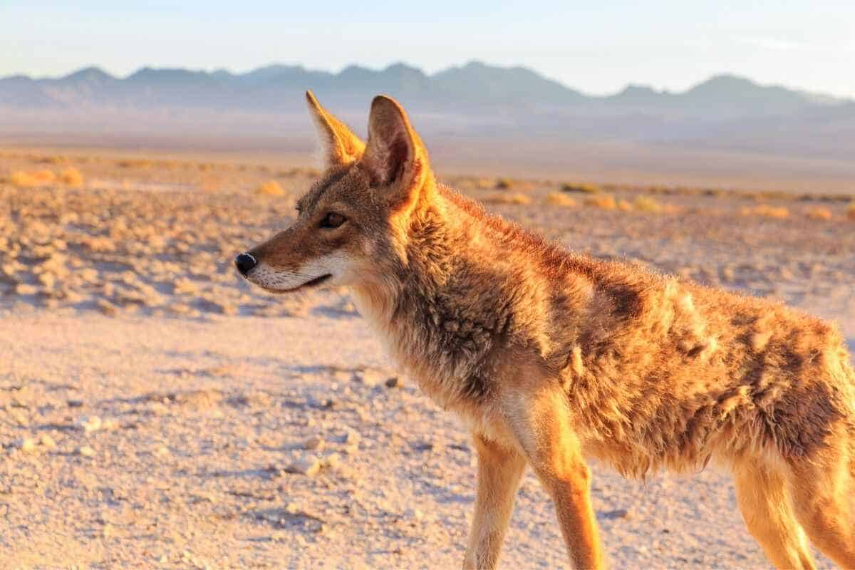 What dog can kill coyotes? What dog can kill coyotes