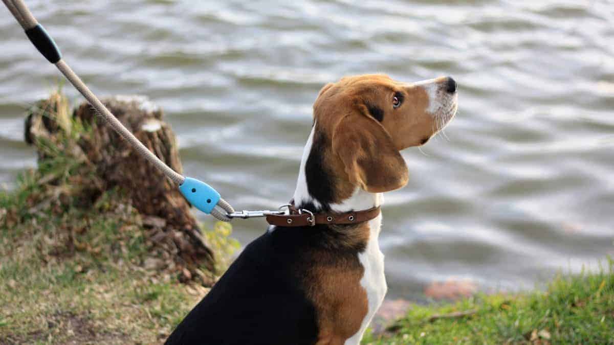 are beagles good swimmers