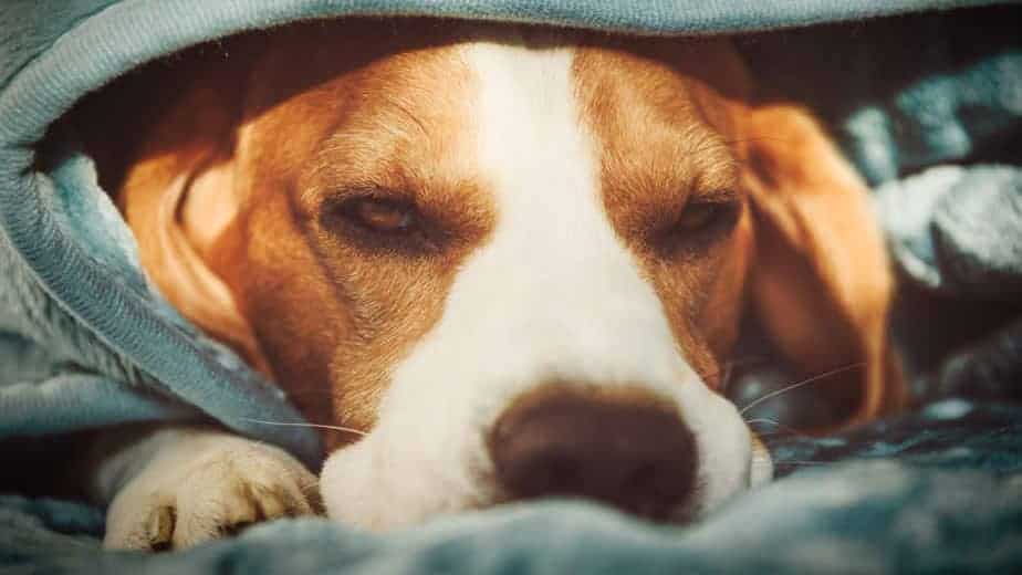 do dogs need a blanket at night