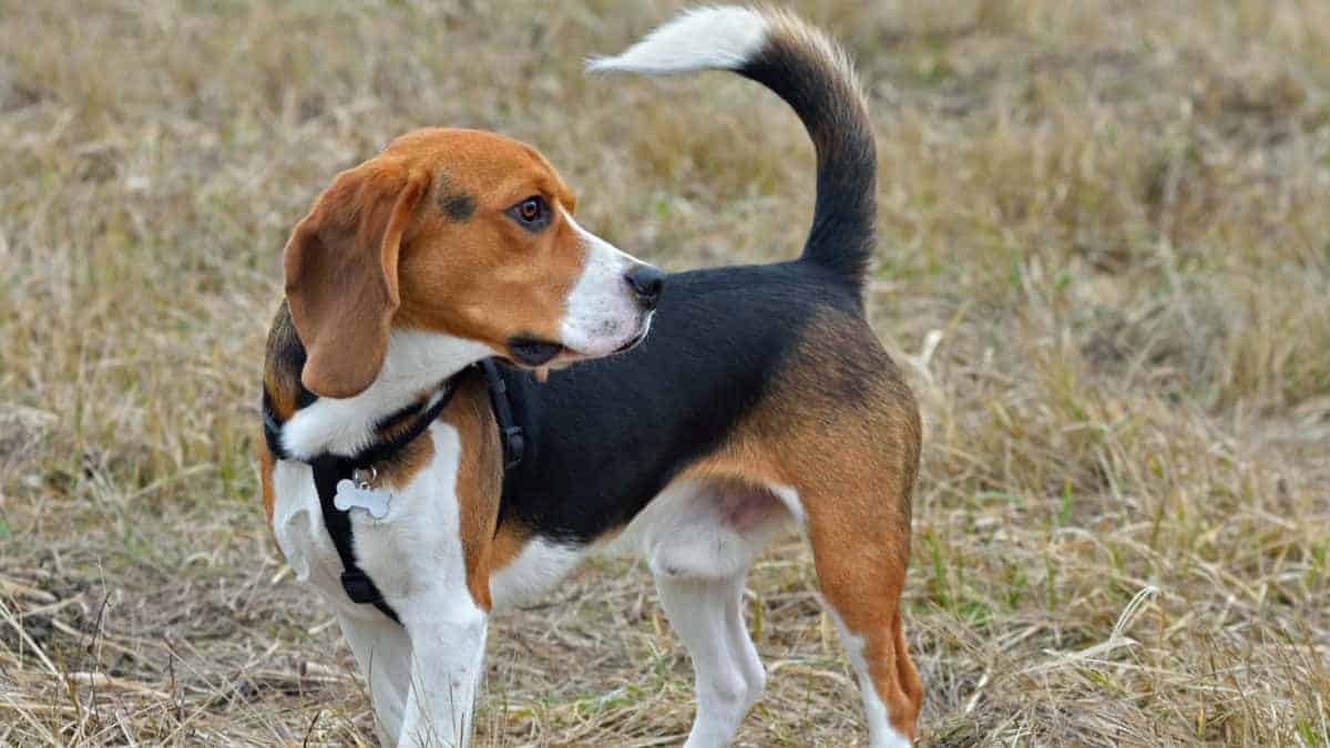 Great Pyrenees Beagle Mix (Must know insight) 