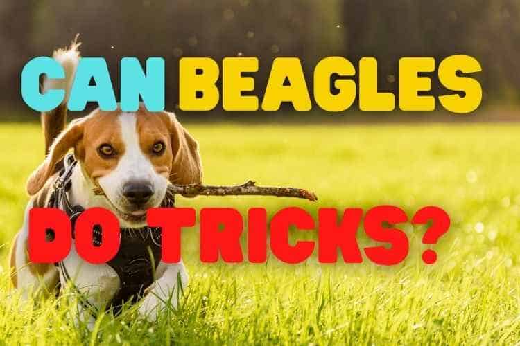 Can Beagles Do Tricks?