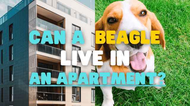 Can Beagles Live In Apartments? (Answered)