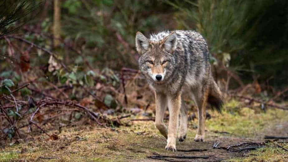 What Dog Can Kill Coyotes? (12 Dogs Make Our List)