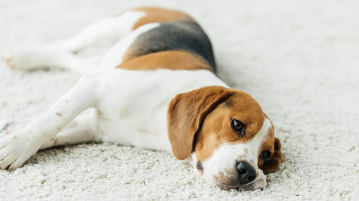 Can Beagles Live In Apartments?