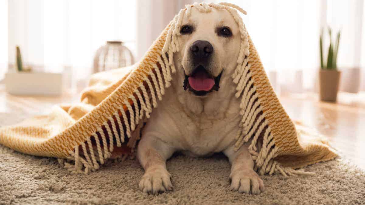 5 Reasons Why Dogs Nibble on Blankets - You Only Live Once Pooch!