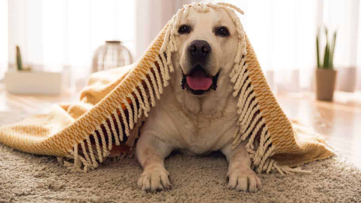 5 Reasons Why Dogs Nibble on Blankets