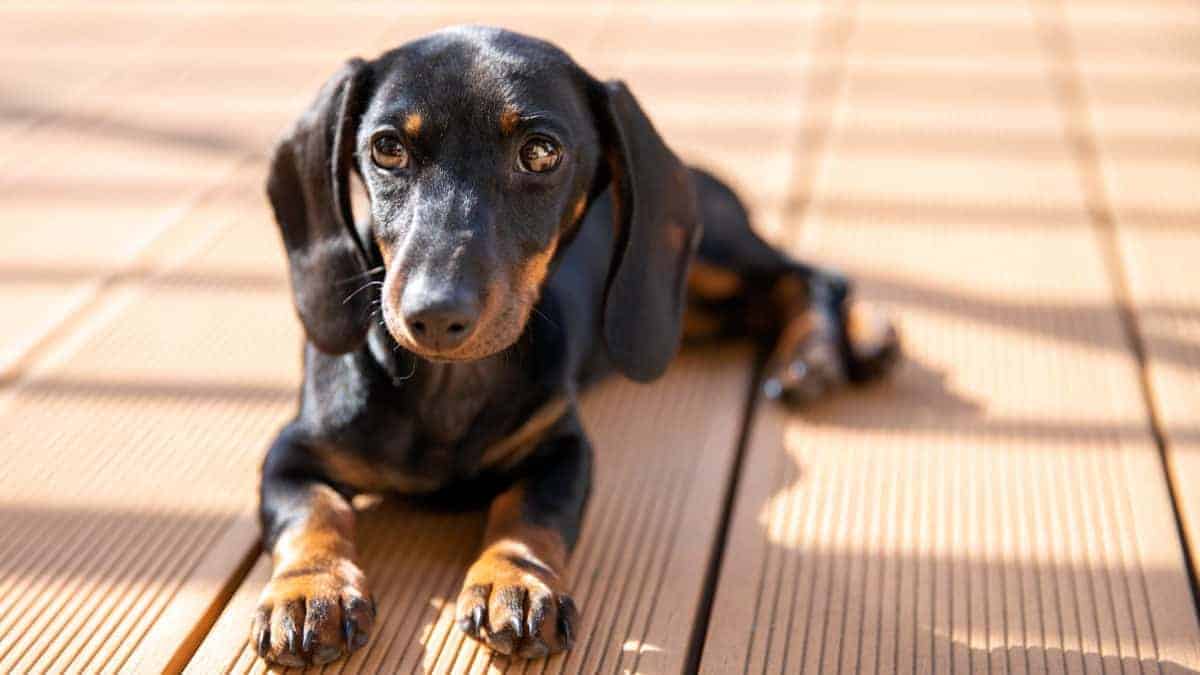Differences Between Beagles and Dachshunds