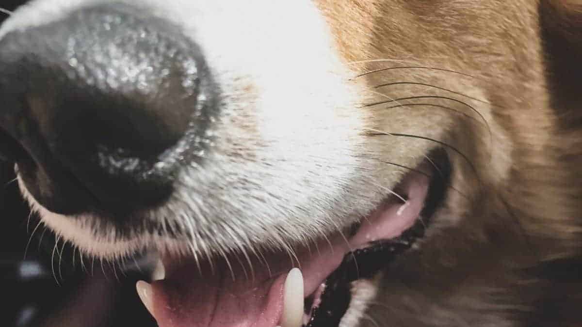 Will dog whiskers grow back?