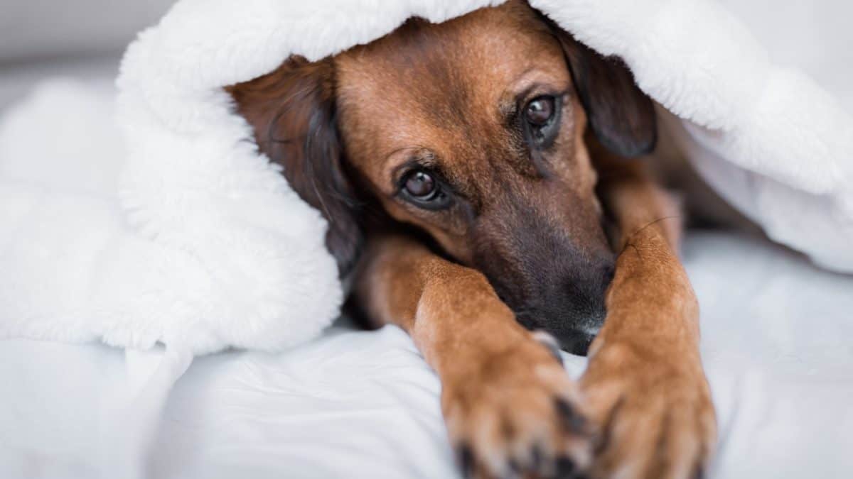 5 Reasons Why Dogs Nibble on Blankets