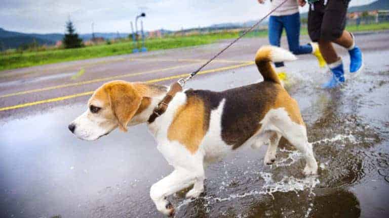 How often do Beagles need to be walked?