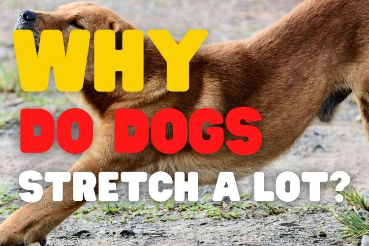 Solved: Why Do Dogs Stretch So Much?