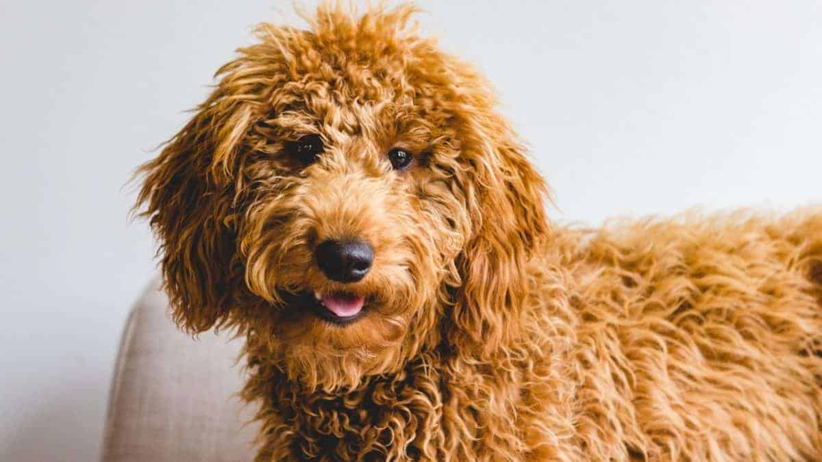 How to train a Goldendoodle: 15 Tips That Work