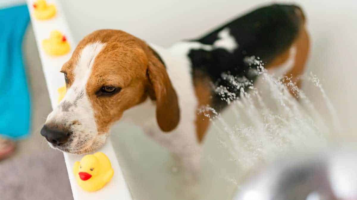 nervous beagle dog in bathtub taking shower dog no 3LYXH7C edited Do Beagles Like Water? (Solved)