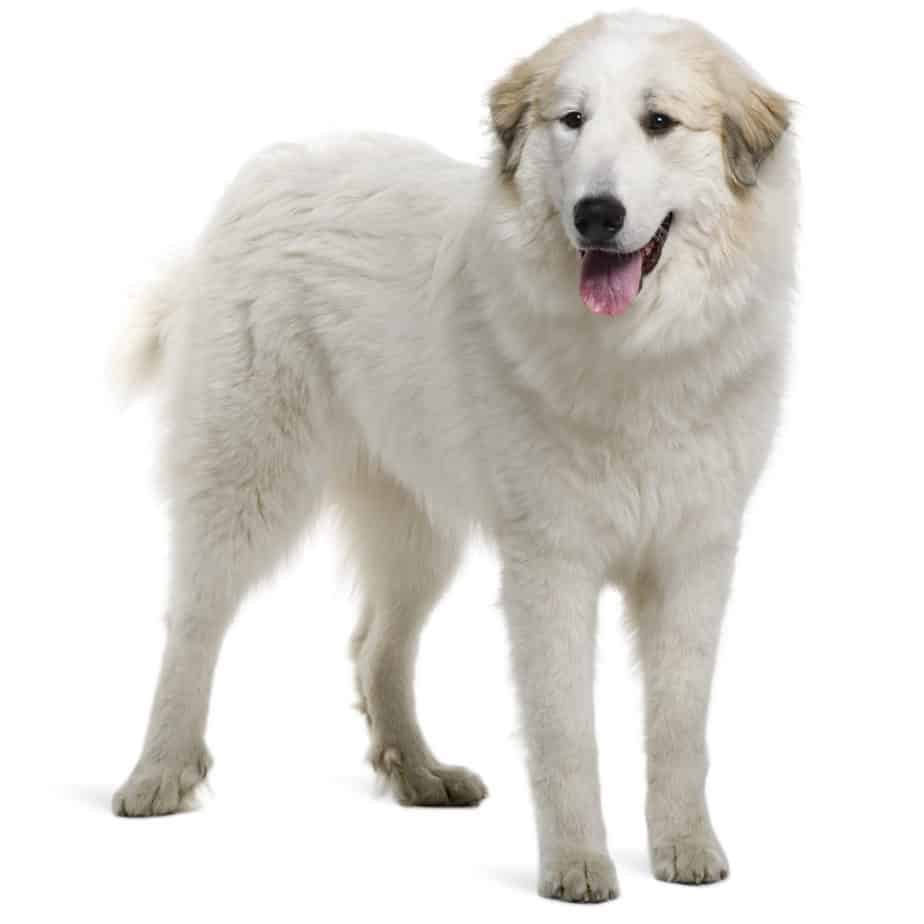 Great Pyrenees Beagle Mix (Must know insight) 