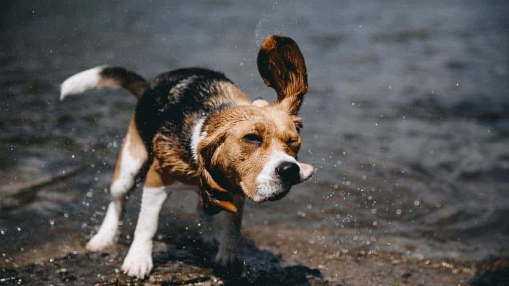 Do Beagles Like Water? (Solved) Yolo Pooch