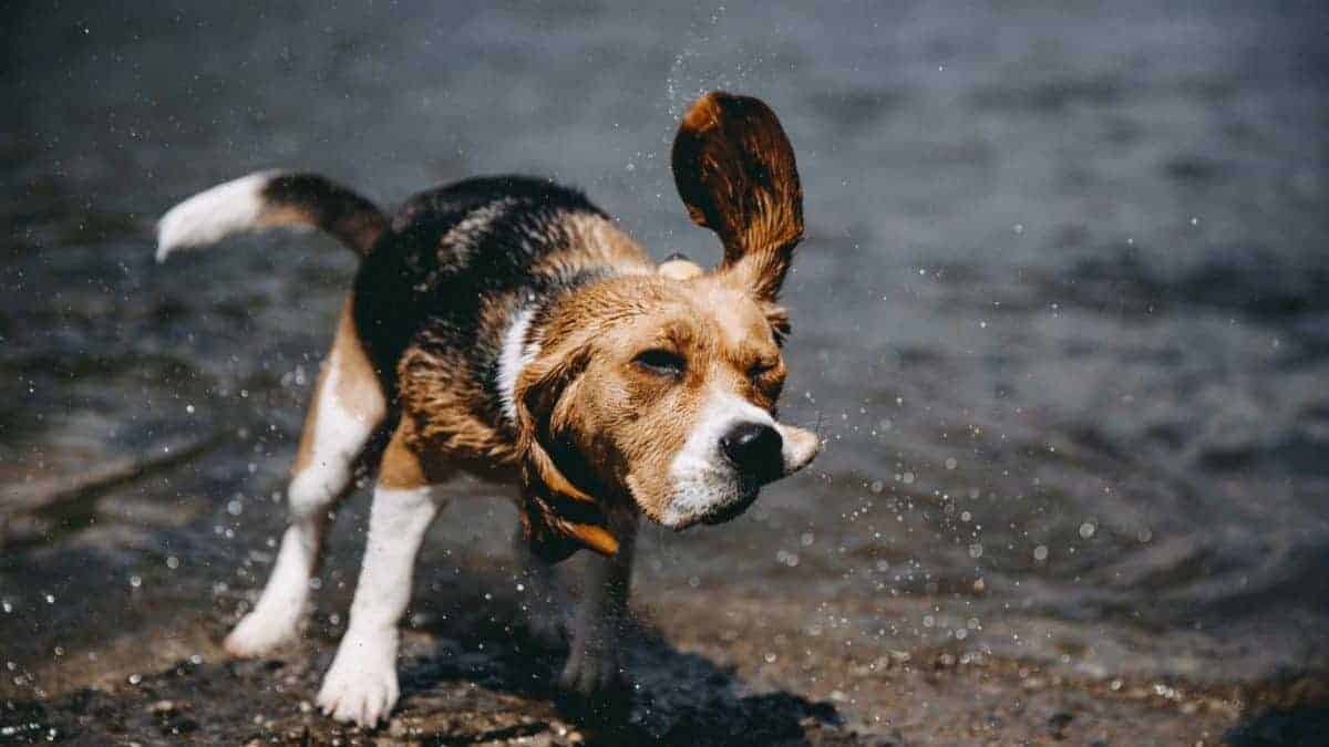 rainy day W5DZ9A6 edited Do Beagles Like Water? (Solved)