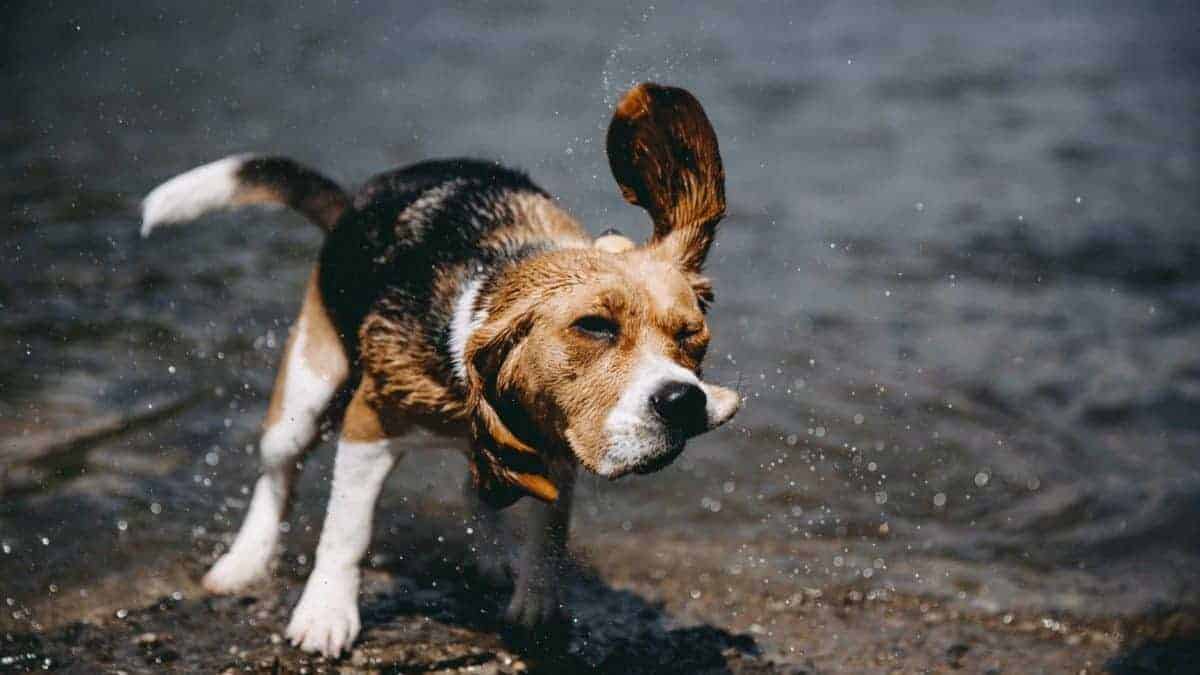 are beagles good swimmers