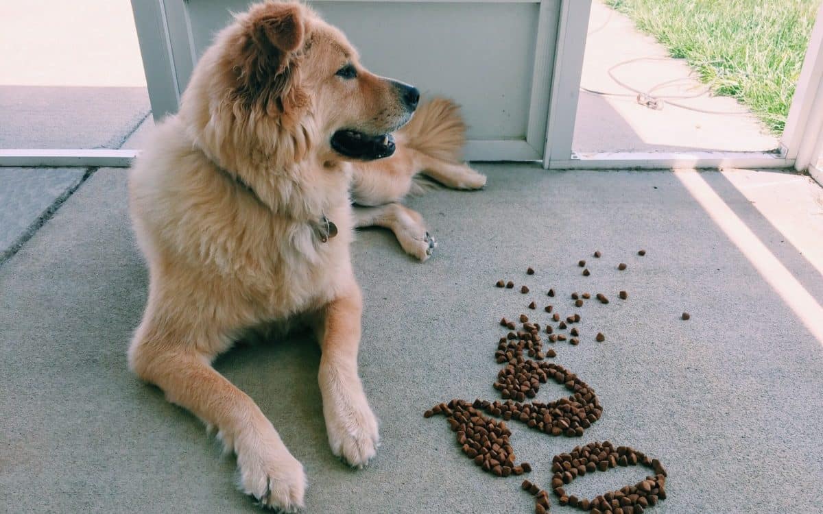 Great Pyrenees Beagle Mix (Must know insight) 