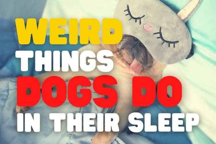 11 Weird Things Dogs Do in Their Sleep (Explained!)