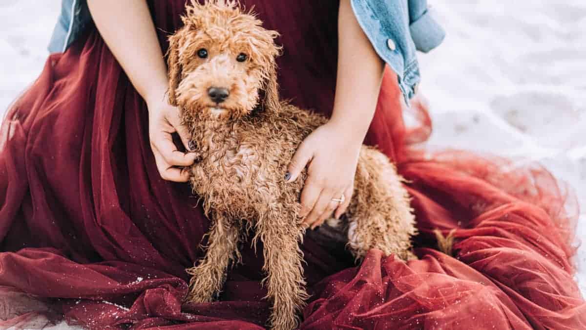 How to train a Goldendoodle: 15 Tips That Work