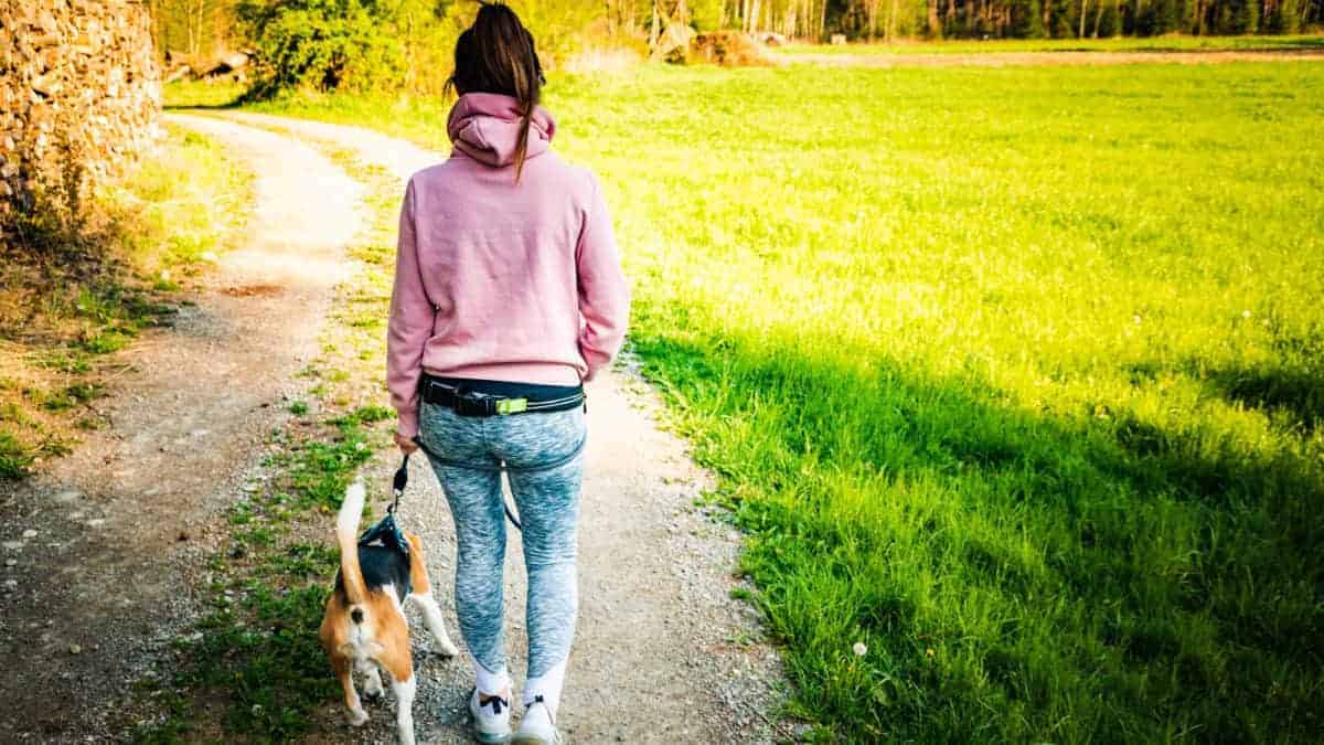 How often do Beagles need to be walked? 1 How often do Beagles need to be walked?