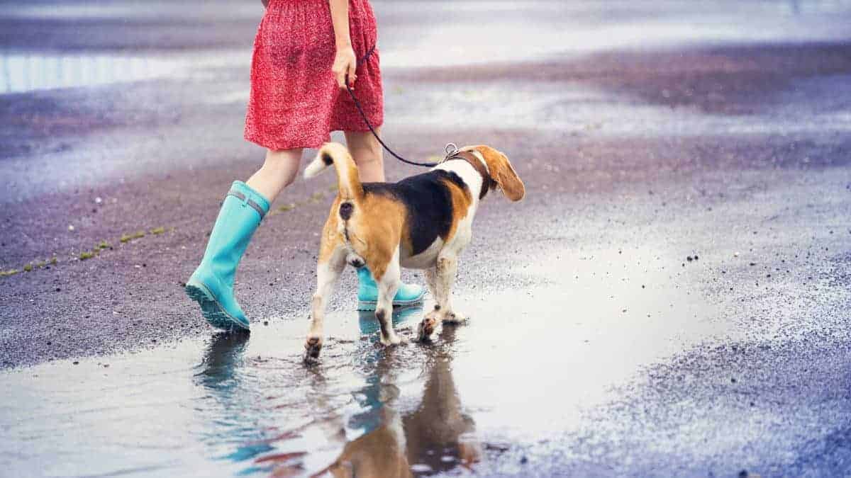 How often do Beagles need to be walked?