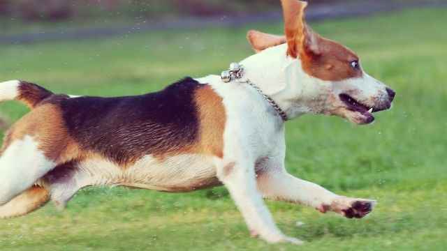 Can Beagles Do Tricks?