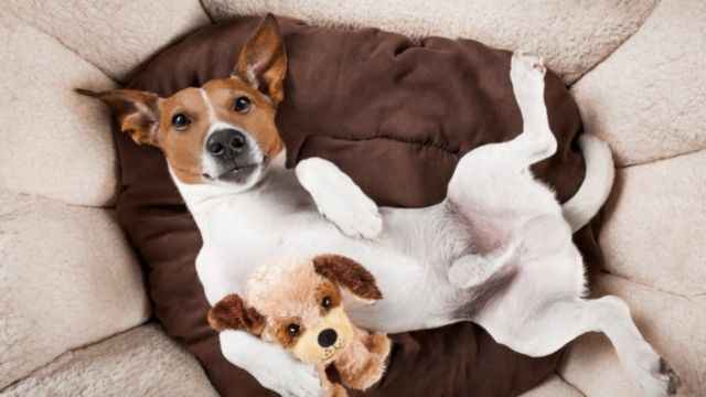 11 Weird Things Dogs Do in Their Sleep (Explained!)
