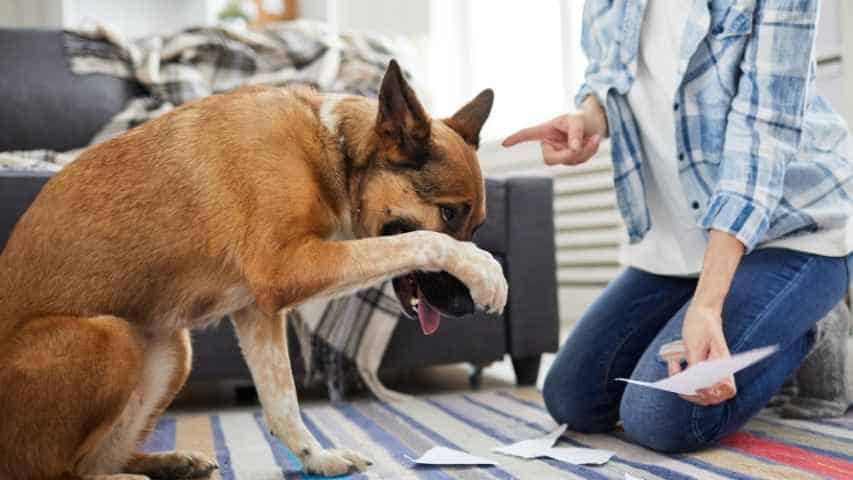 Spraying dog with outlet water