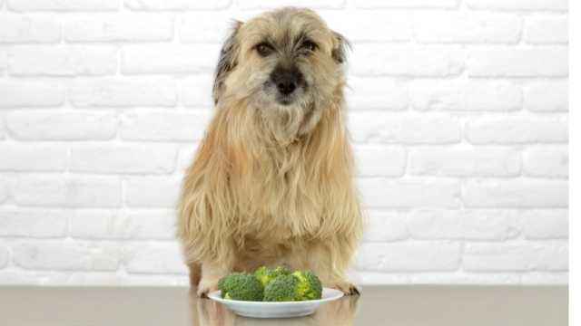 Can my dog eat broccoli?