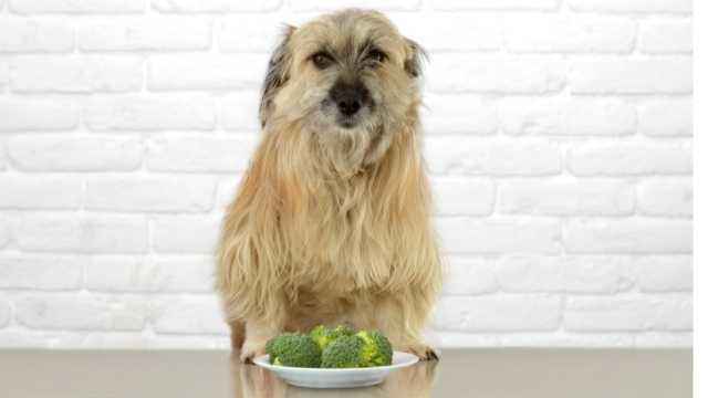 can puppies have broccoli