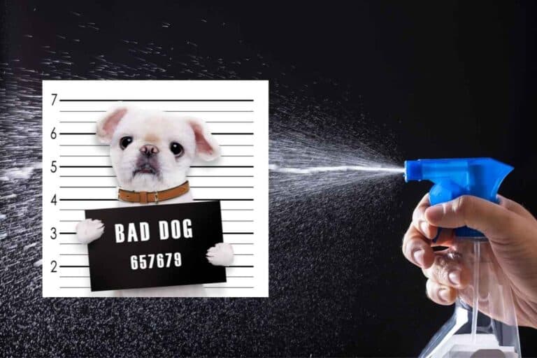 When To Spray a Dog with Water