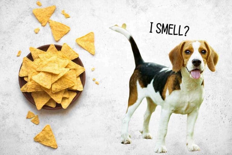 Why do Beagles smell like corn chips? (Explained!)
