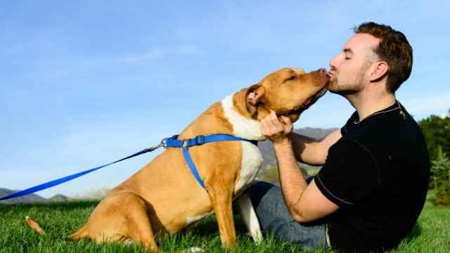 Why Do Dogs Lick You In The Mouth?
