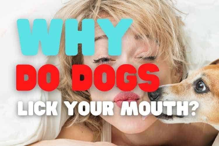 Why Do Dogs Lick You In The Mouth?