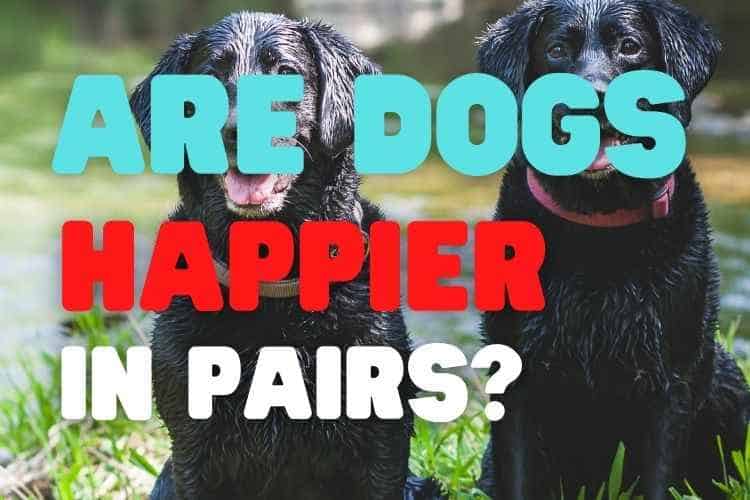 Are Dogs Happier In Pairs? (Solved)