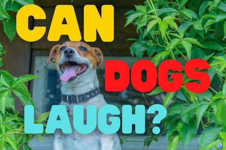 Can Dogs Find Things Funny?