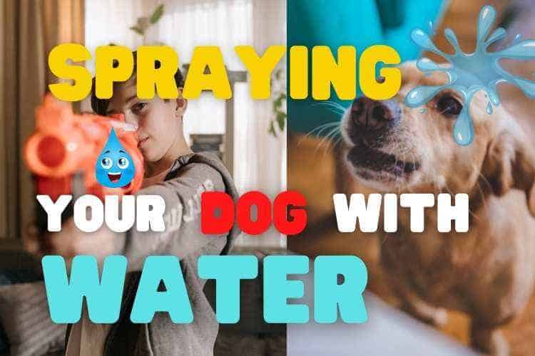 should you spray a dog with water