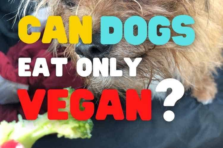 Can a dog be vegan?