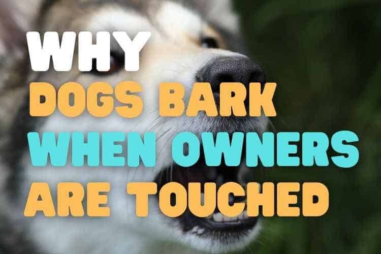 why dogs bark when owners are touched or hugged Why Does My Dog Bark When I Hug Someone? (Or Cuddle)