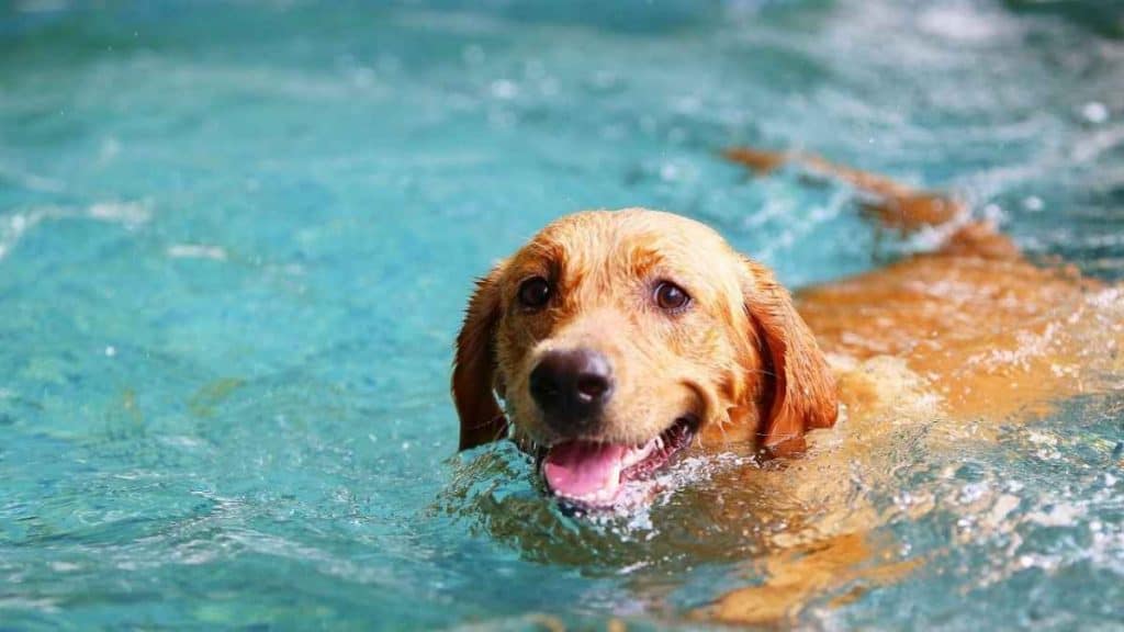 Dog Friendly Swimming (Beaches, Lakes, Parks, & Pools)