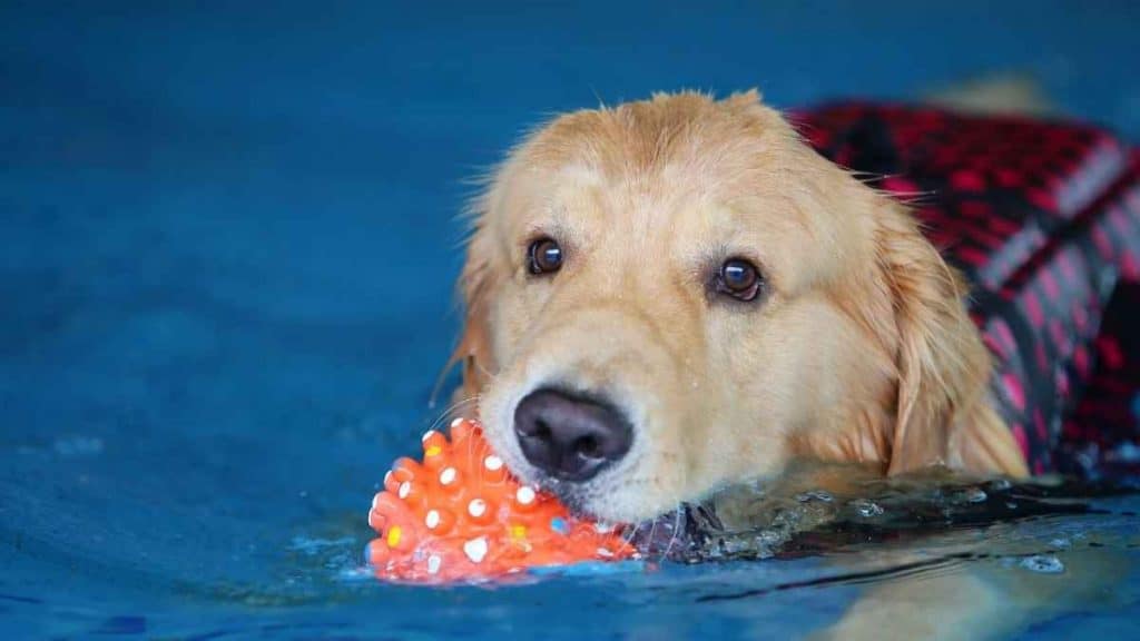 Dog Friendly Swimming (Beaches, Lakes, Parks, & Pools)