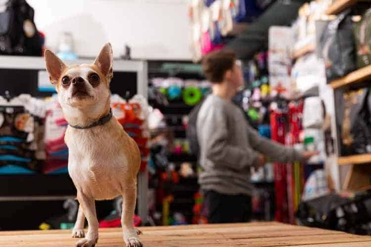 What stores allow dogs?