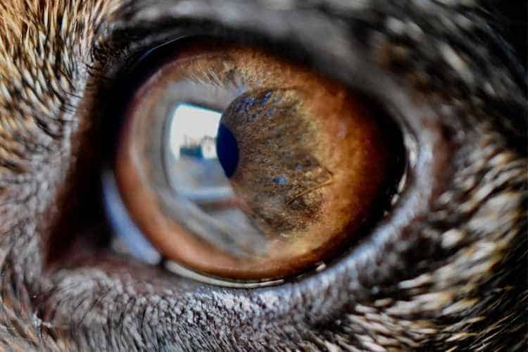 Why do most dogs have brown eyes?