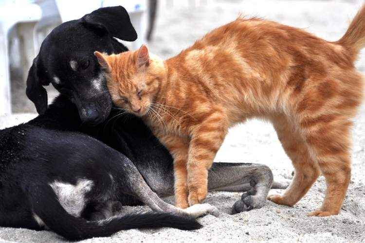 Why do dogs lick cats? (Solved!)