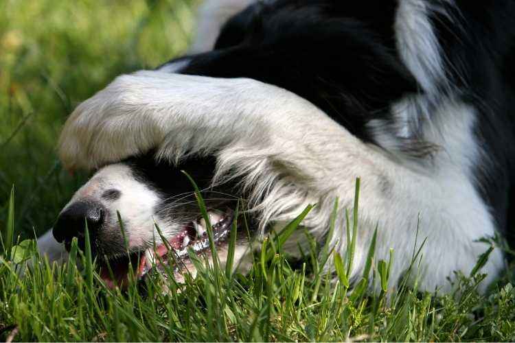 why does my dog try to bury me