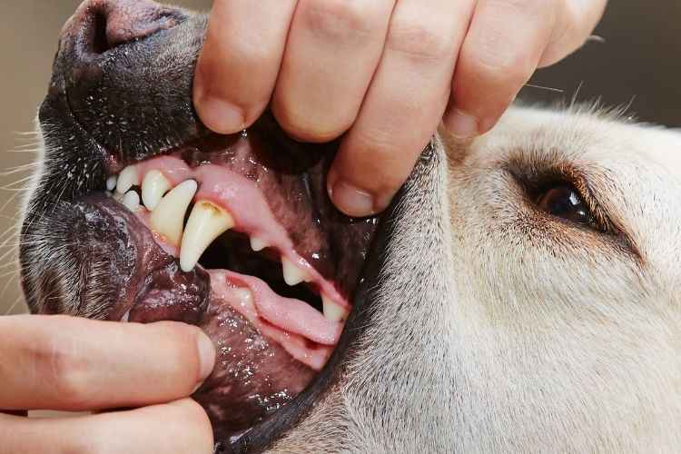 Why are dogs lips black?